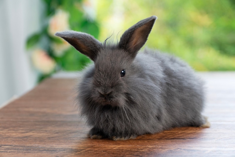 rabbit on wooden floor