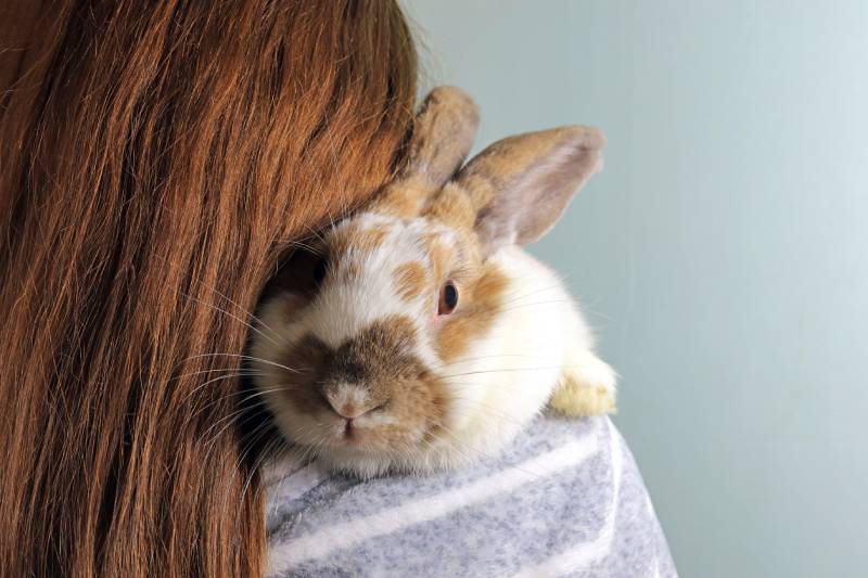 rabbit resting her head on the shoulder of her owner