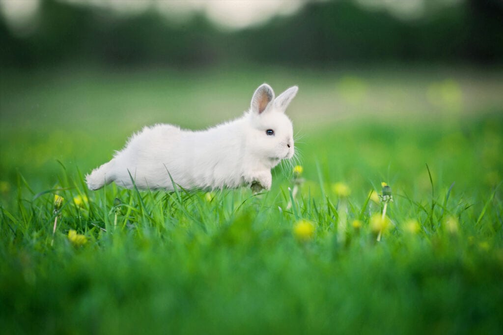 rabbit running on field