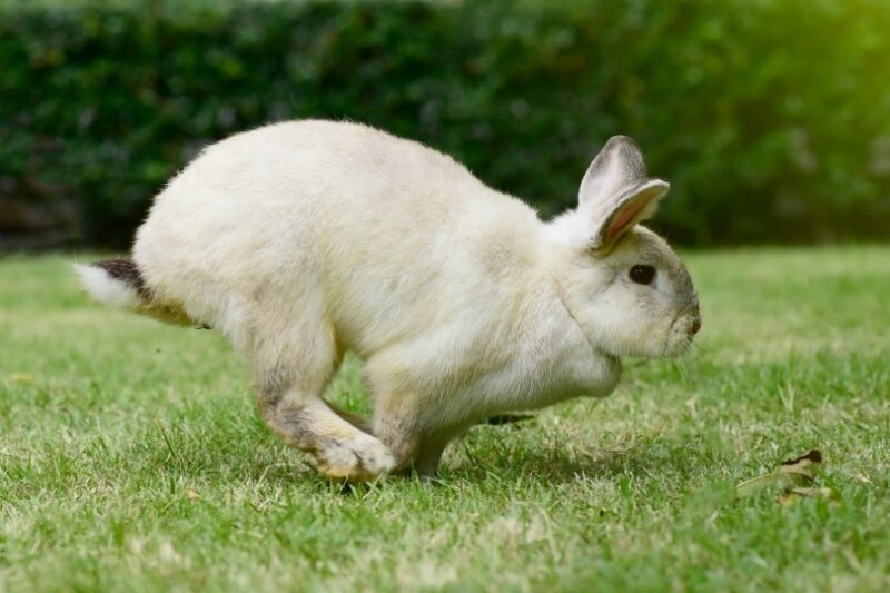 are bunnies faster than dogs