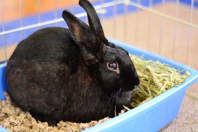 rabbit sitting litter box hay