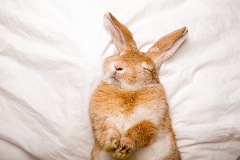 rabbit sleeps on white blanket in the bed