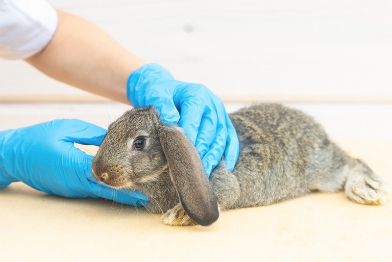 baby rabbit on medical examination veterinarian in clinic