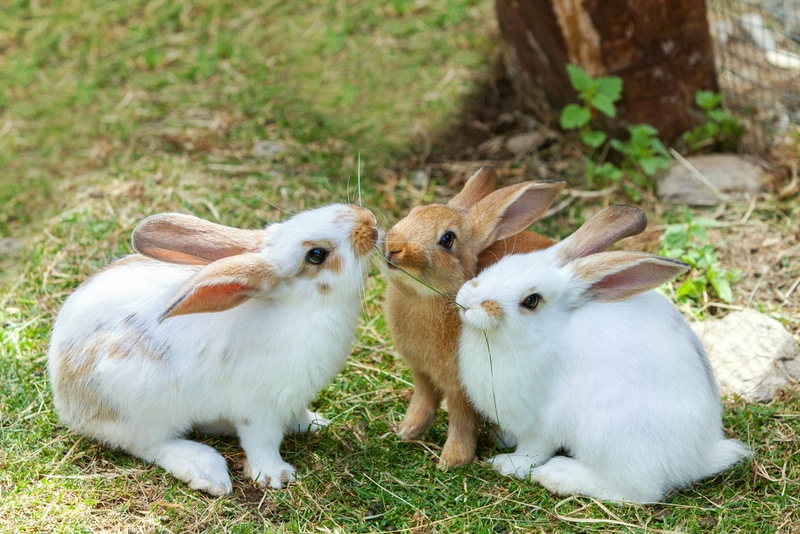 rabbits eating grass