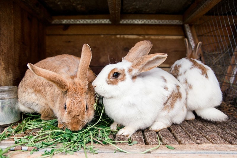 rabbits eating inside a cage
