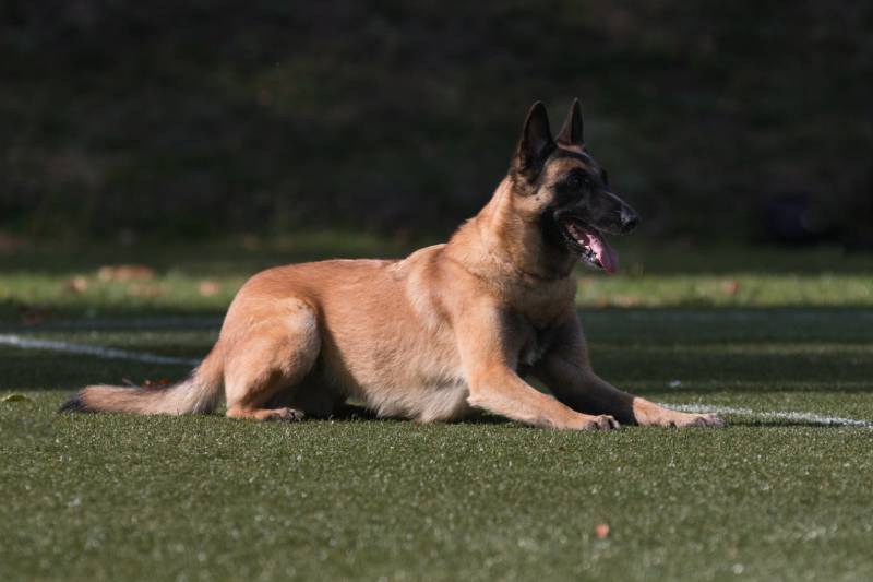 red sable with black mask belgian shepherd malinois dog lies outside dog at obedience competition