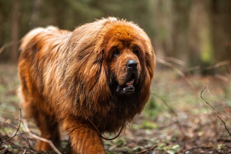 red tibetan mastiff dog walking in the forest