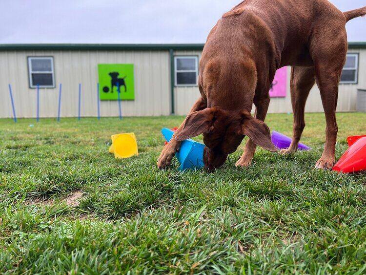 rhodesian-ridgeback-cones-memory-training