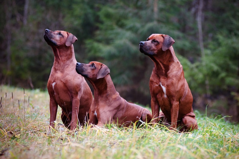 rhodesian ridgeback dogs on the grass