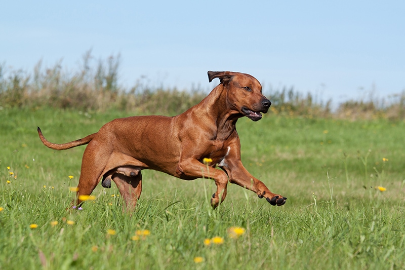 Rhodesian Ridgeback running in the meadow