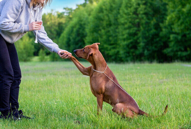 rhodesian ridgeback dog training