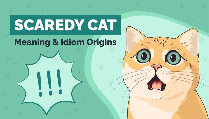 Scaredy-cat synonyms that belongs to phrasal verbs