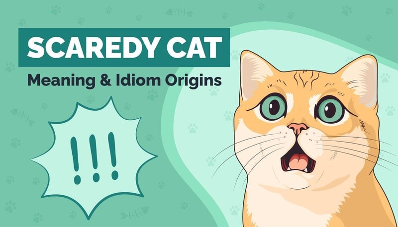 Scaredy cat  English idioms, Learn english words, English vocab