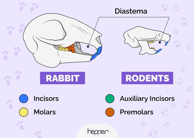 rabbit and rodent teeth