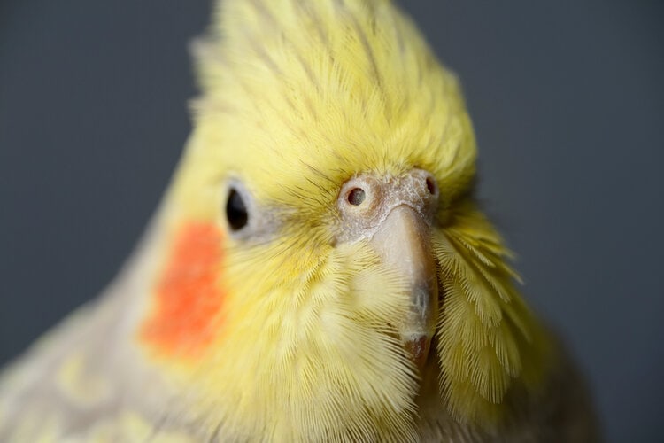 close up female pearl cockatiel_Reimar_Shutterstock