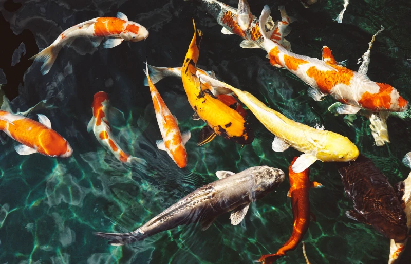 school of koi fish in water