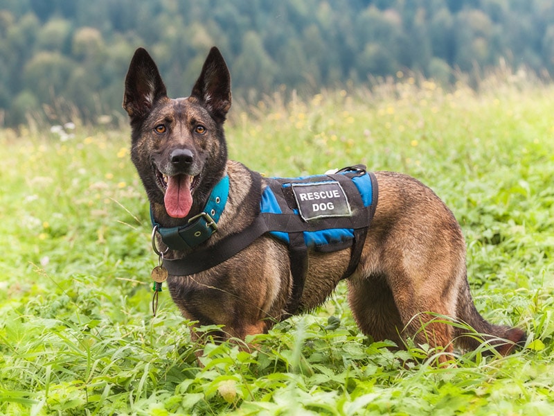 search and rescue dog in the meadow