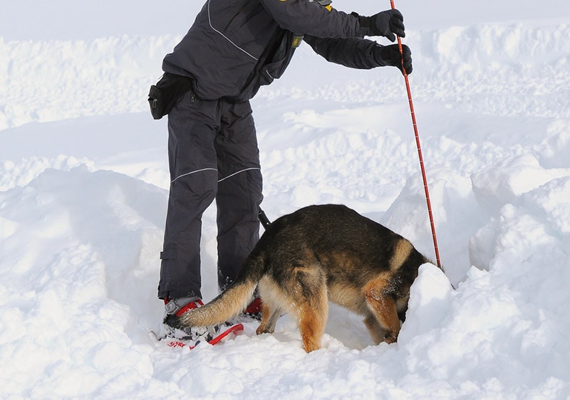 search and rescue german shepherd dog looking for avalanche survivors
