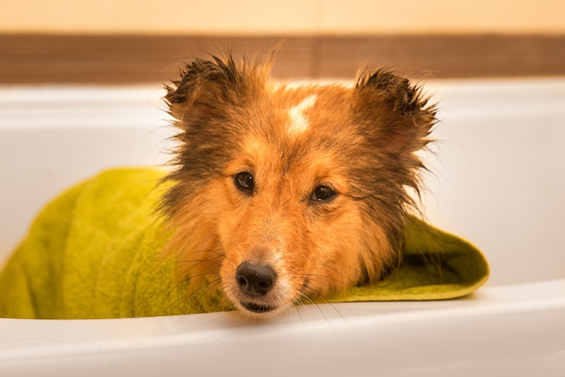 shetland sheepdog bath