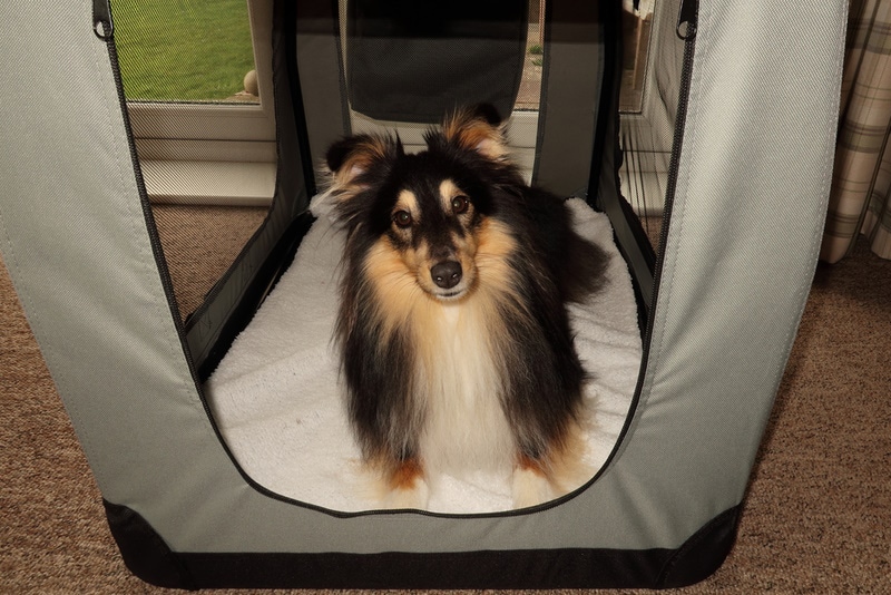 shetland sheepdog in travel crate