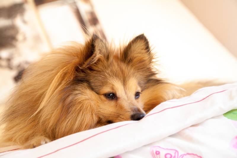 shetland sheepdog on bed