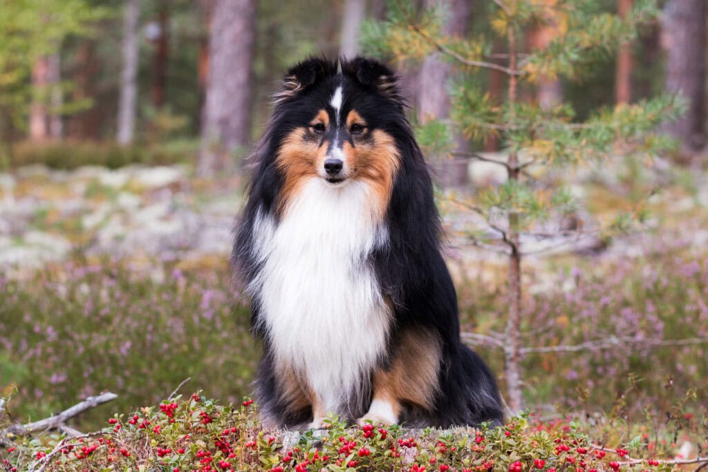 shetland sheepdog