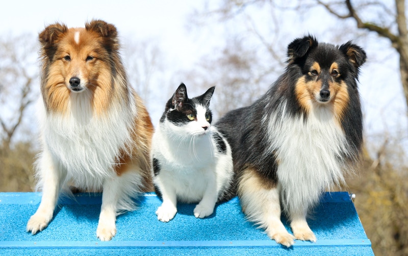 shetland sheepdogs sitting with cat