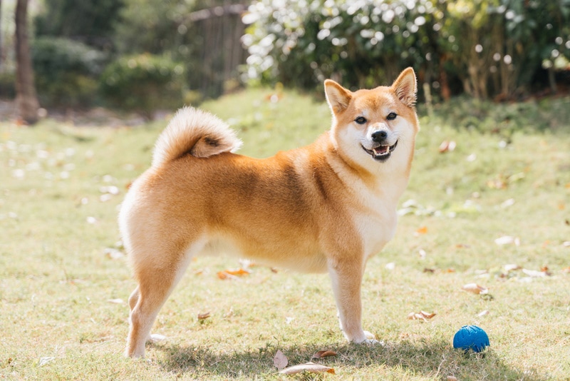 shiba inu dog in the grass