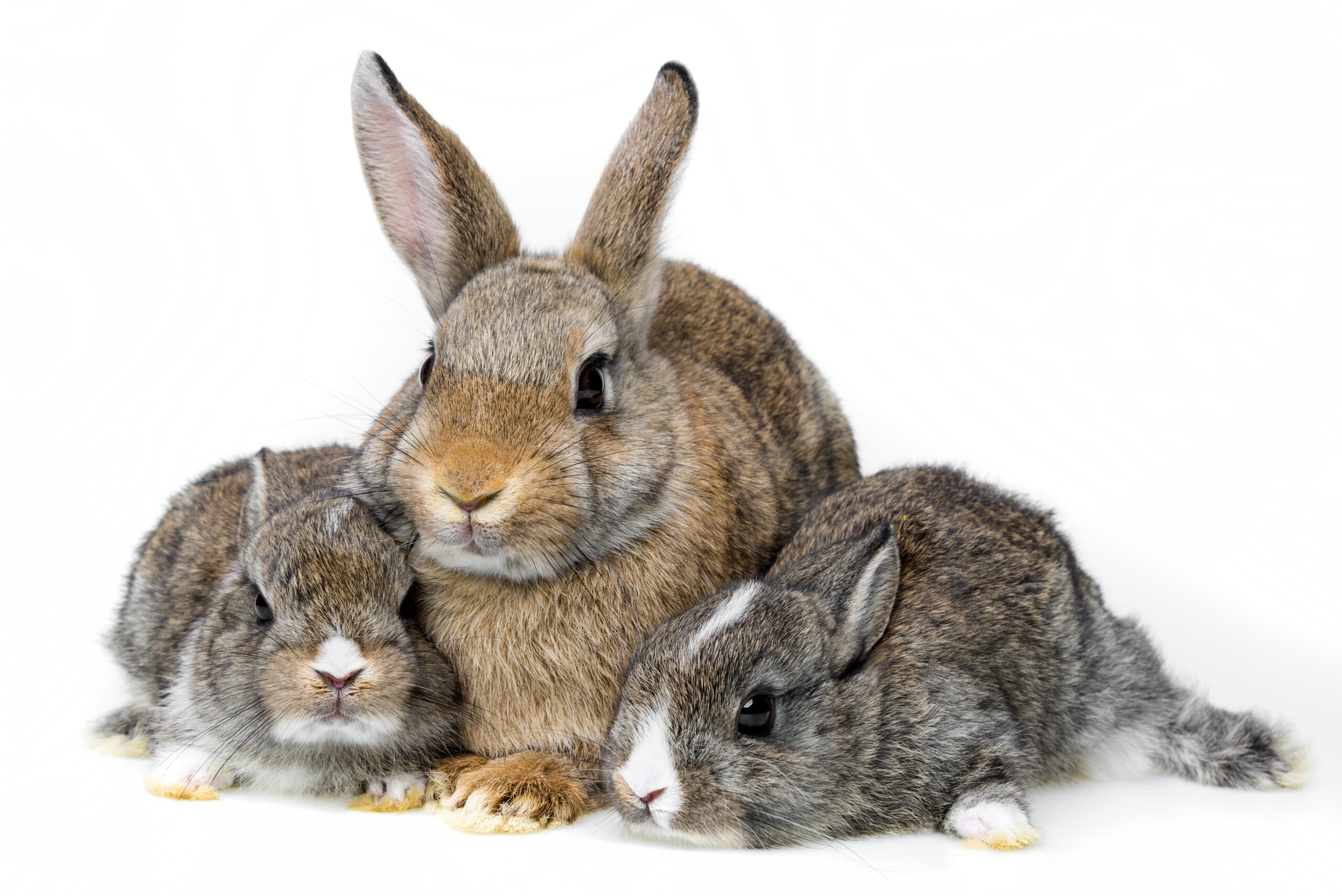 Mother rabbit