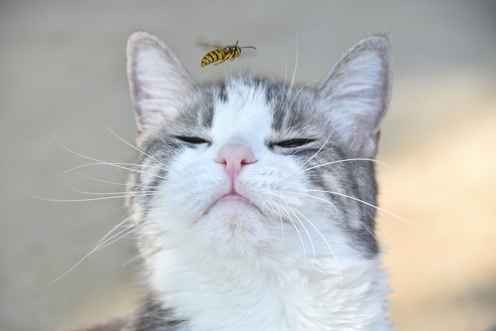 gray and white cat with pink nose sniffs flying bee