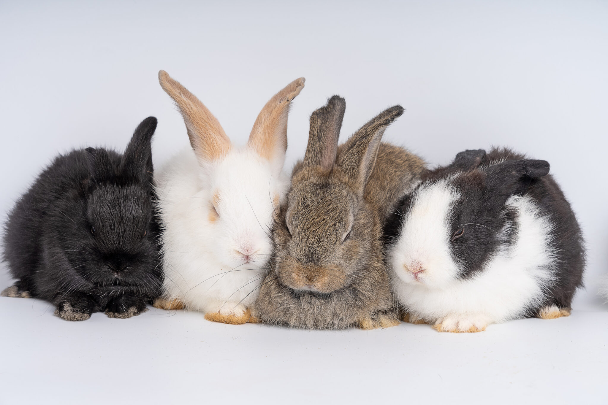 Do Rabbits Sleep with Their Eyes Open? Vet Approved Facts & FAQ Hepper