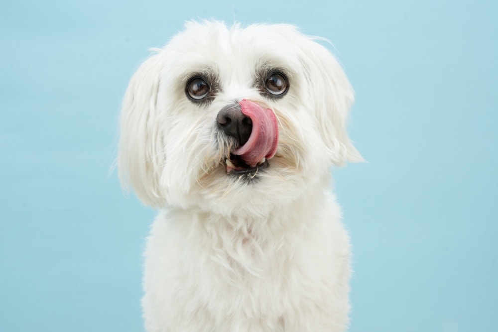 maltese dog licking