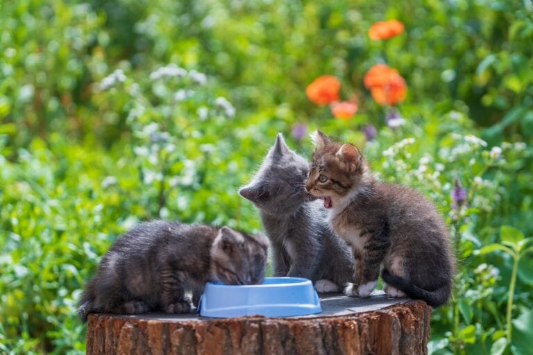 How To Get A Stray Cat To Come To You In 4 Vet Approved Steps Hepper how-to-get-a-stray-cat-to-come-to-you-in-4-vet-approved-steps-hepper