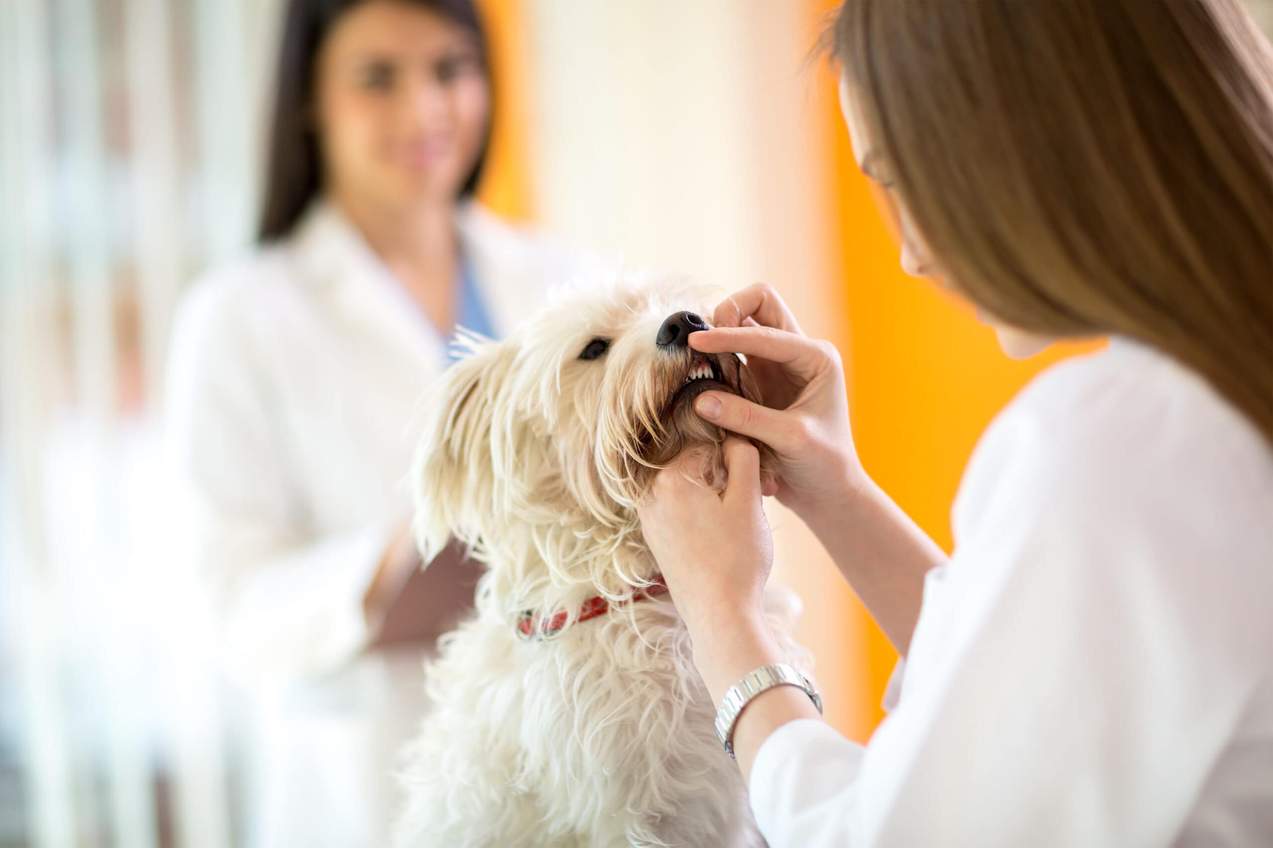 Checking Teeth Of Maltese