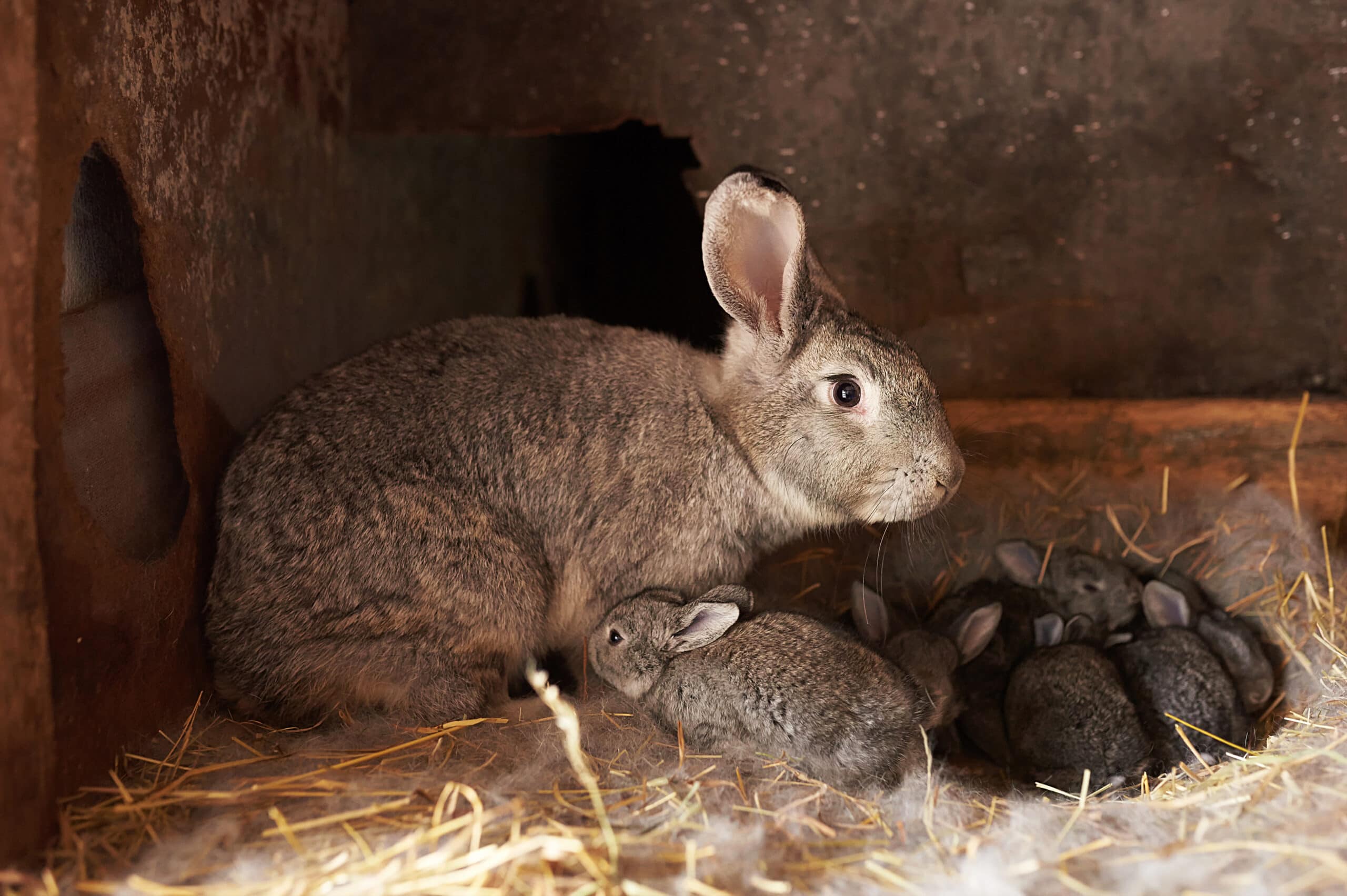 Mother,Rabbit,With,Newborn,Bunnies,In,Cage