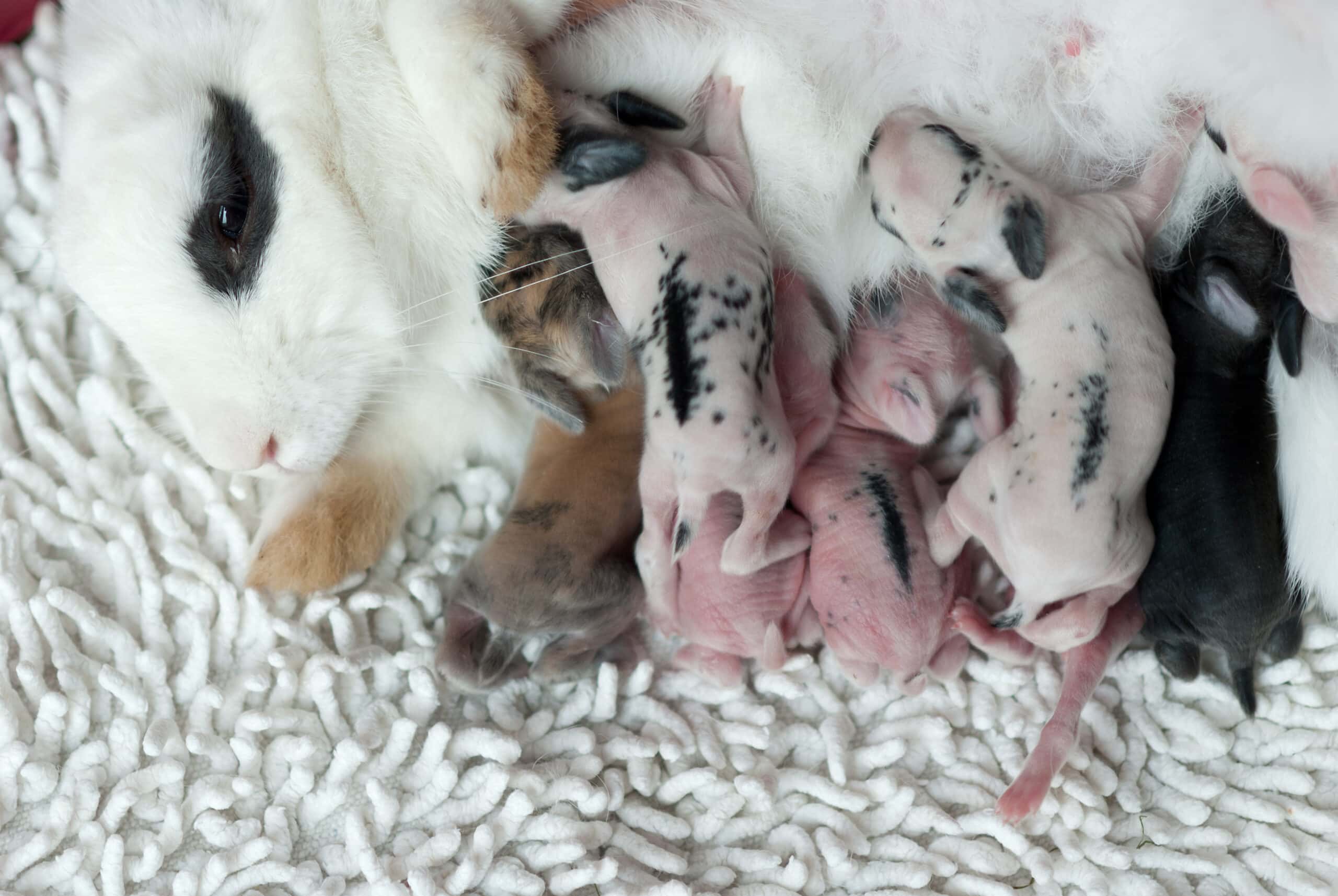 Baby Bunnies With Mother Rabbit