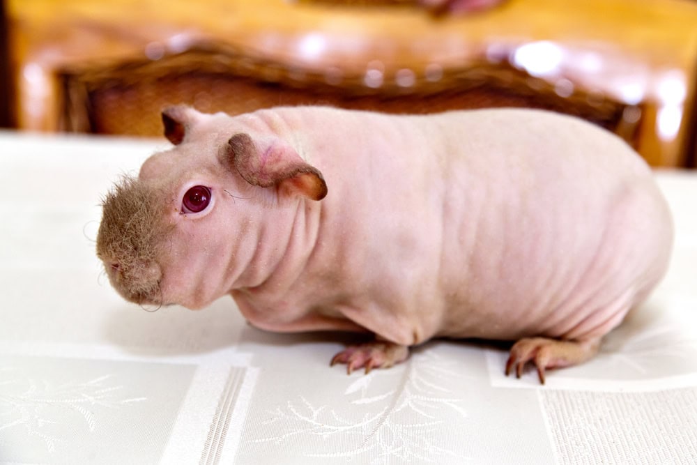 skinny-pig-on-a-white-cloth