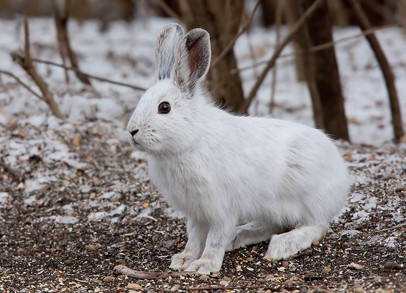 snowshoe rabbit during winter