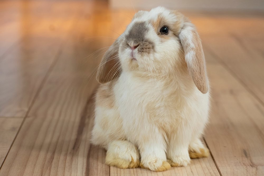spotted Holland Lop rabbit