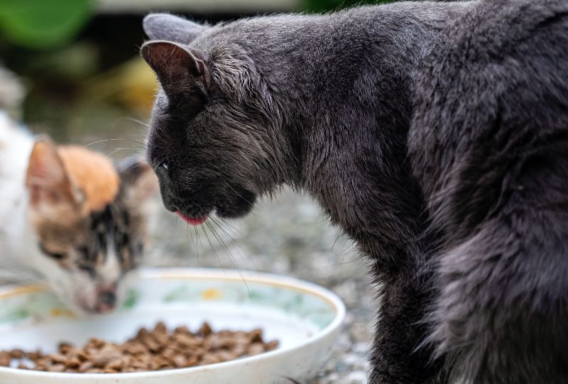 Food for hotsell stray cats