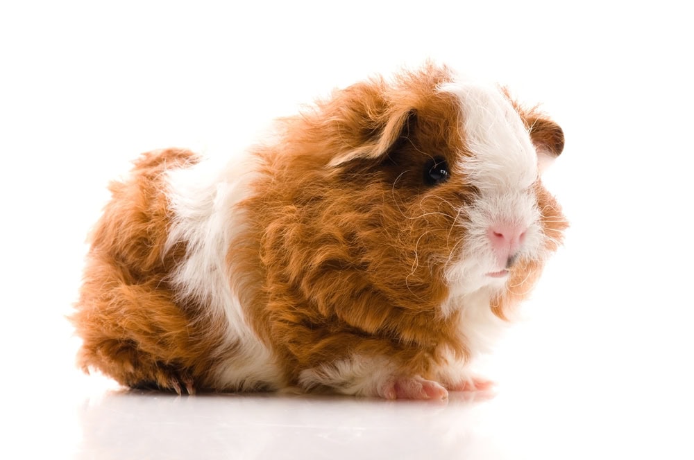 textel-guinea-pig