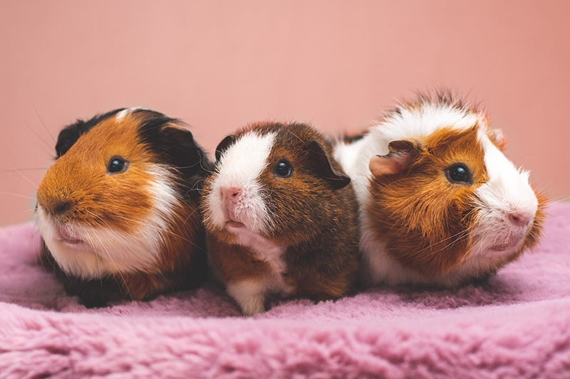 three guinea pigs on a pink blanket