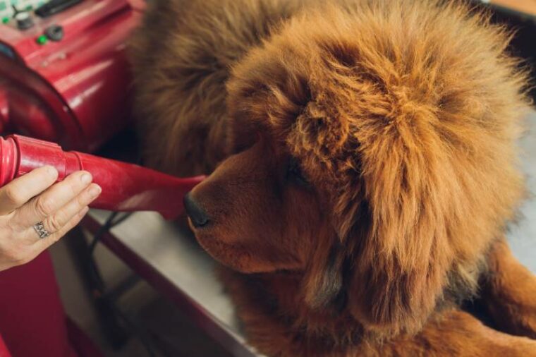 Do Tibetan Mastiffs Shed a Lot? 6 Factors Affecting Shedding Hepper
