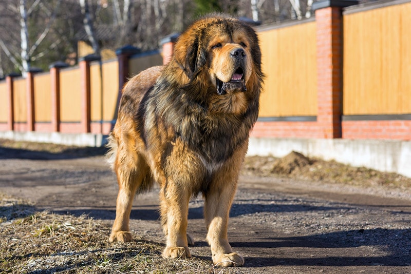 tibetan mastiff dog standing outdoor