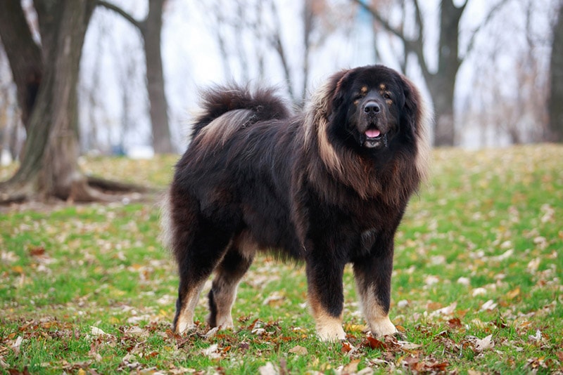 tibetan mastiff standing on the grass