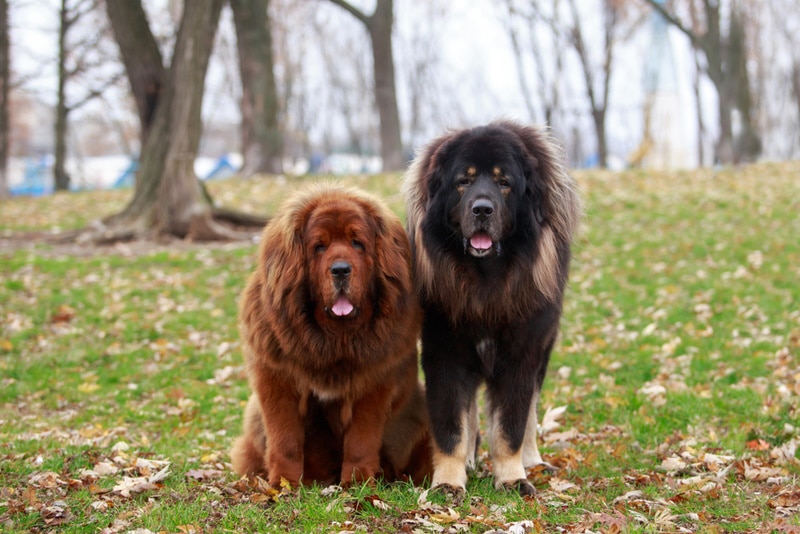 tibetan mastiffs in the park