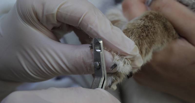 trimming domestic rabbit nails