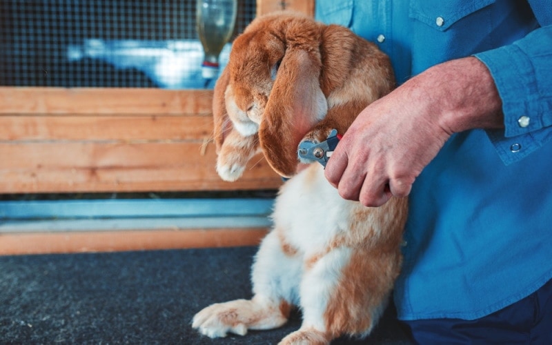 trimming rabbit nails