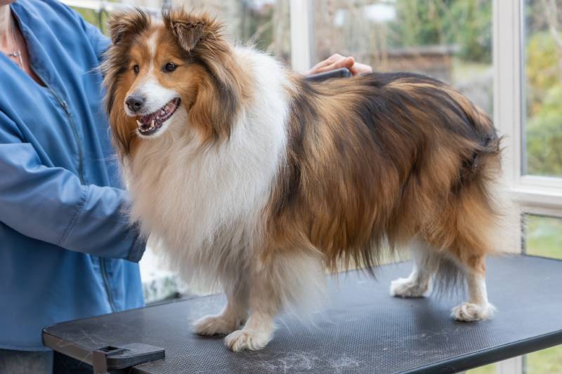 Shetland sheepdog sales hypoallergenic