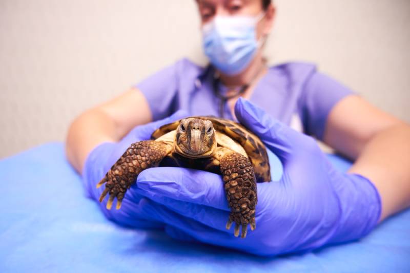 turtle in the hands of the veterinarian